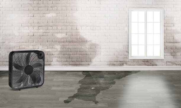 Best Professional water damage repair  in Ruckersville, VA